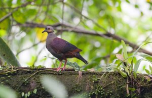 Crested Quail-Dove