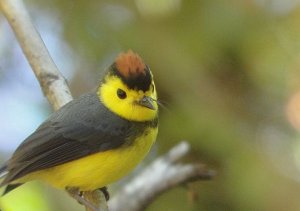 Collared Redstart