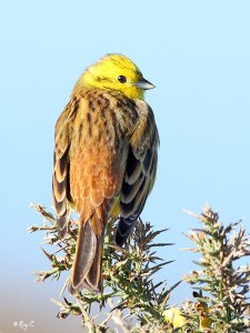 First Yellowhammer of the season