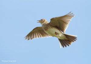 Skylark in Flight