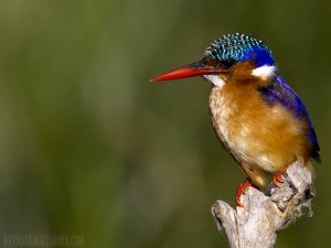 Malachite Kingfisher