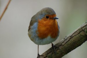 cheeky robin