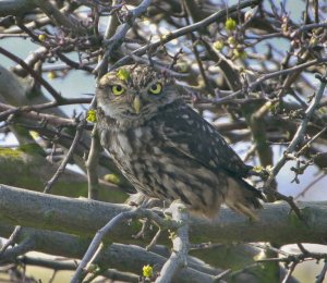 Little Owl, Seaforth NR, 24 March 2012