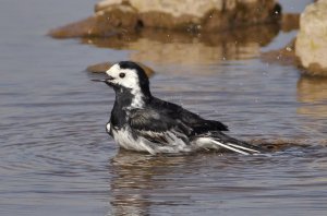 Pied Wagtail, male bathing, Seaforth NR, 25 March 2012