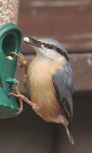 Nuthatch enjoying a tasty treat