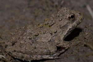 Fowlers' Toad