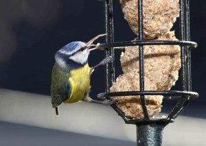 Long-billed blue tit