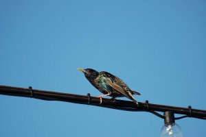 starling in the sun