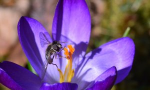 hover fly on crocus