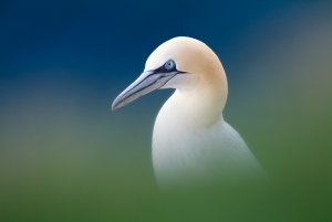 Gannet