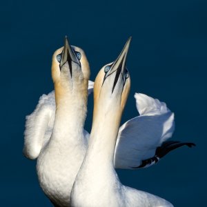 Gannet