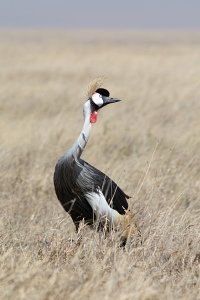 Grey Crowned Crane, Craning! Balearica regulorum