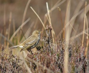Meadow Pipit at Worlds End