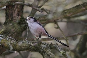 Long-tailed tit