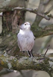 beak full of silk