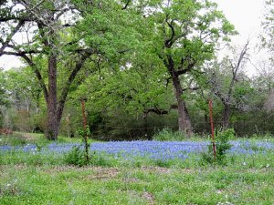 Texas Bluebonnets and Post Oaks