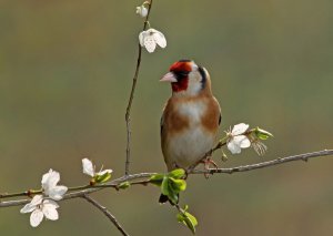 Backlit Goldfinch