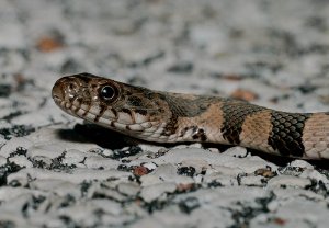 Northern watersnake