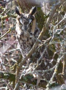 Long eared Owl