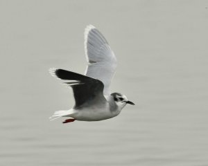 Little Gull, flying, Seaforth NR, 31 March 2012