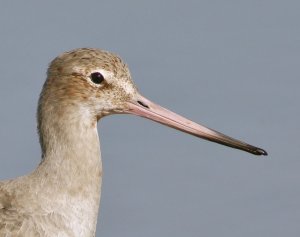 Black-tailed Godwit, head close-up, Seaforth NR, 27 March 2012