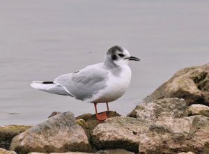 Little Gull, Seaforth NR, 31 March 2012