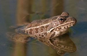 Plains Leopard Frog