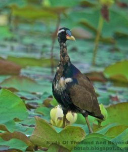 Bronze-winged Jacana