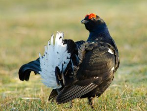 Black Grouse at Lek