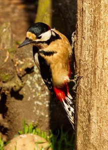 Great Spotted Woodpecker