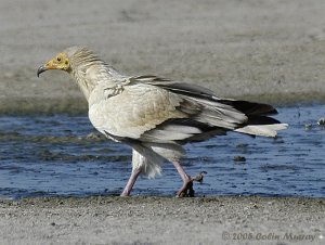 Egyptian Vulture