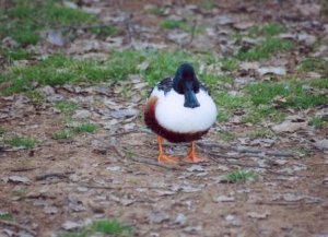 confused shoveler