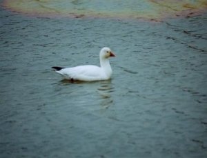 Ross's Goose