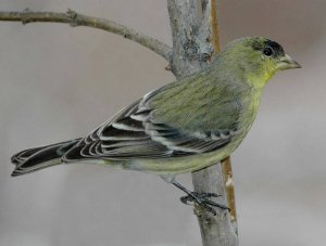 Lesser Goldfinch