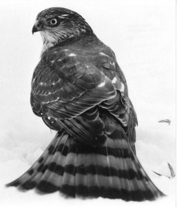 Sharp-shinned Hawk