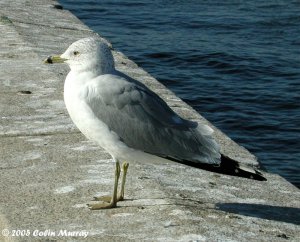 Ring Billed Gull