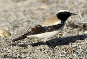 Desert Wheatear