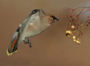 Waxwing hovering