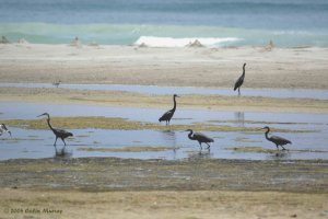 Western Reef Herons