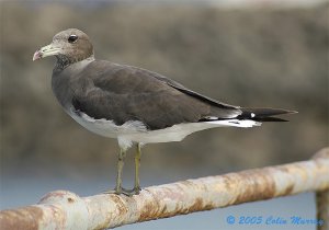 Sooty Gull