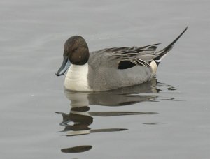 Pintail Re-posted