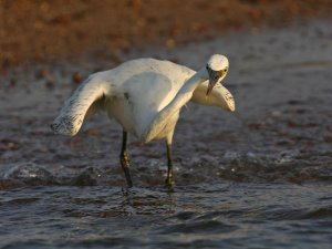 Reef Egret