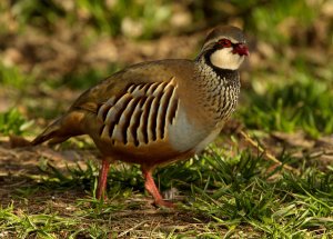 Red-legged Partridge