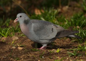 Stock Dove