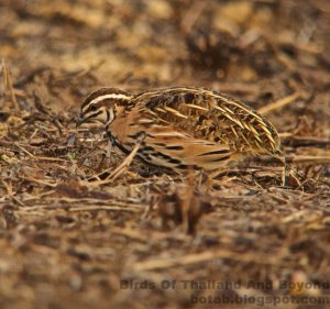 Rain Quail