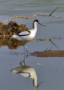 Avocet 1