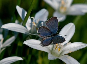 Tailed-Blue on False Garlic