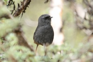 Puna Tapaculo