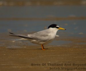 Little Tern