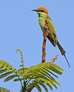 Green Bee-Eater